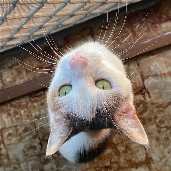 Meet your Posher, Amanda - Picture 1 of 1